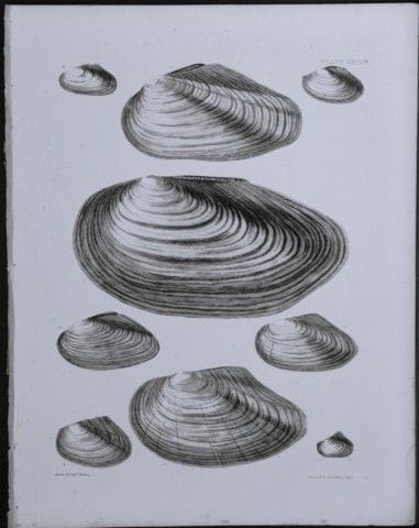 托马斯·布朗上尉——1844年贝壳版画。

这幅版画出自托马斯·布朗上尉所著的《大不列颠及爱尔兰近代