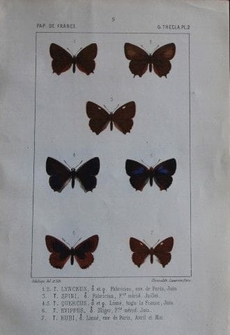 约瑟夫·德拉海——1851年《法国蝴蝶》彩色石版画。

这幅彩色石版画选自约瑟夫·德拉海所著的《法国