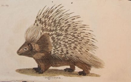 Brightly - Engraving of a Porcupine 1811.

This co