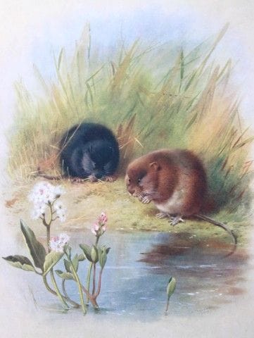 A Thorburn - Print of Water Voles 1920.

This orig