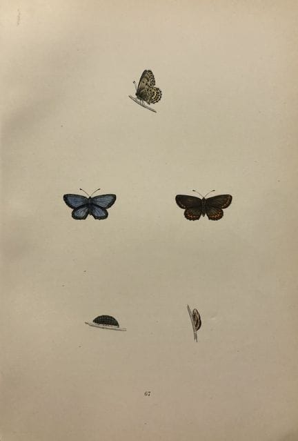 Révérend F. O. Morris – Gravure représentant des p