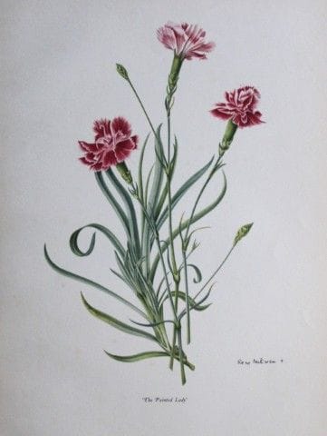 Rory McEwen – Lithografie der „Painted Lady“-Nelke