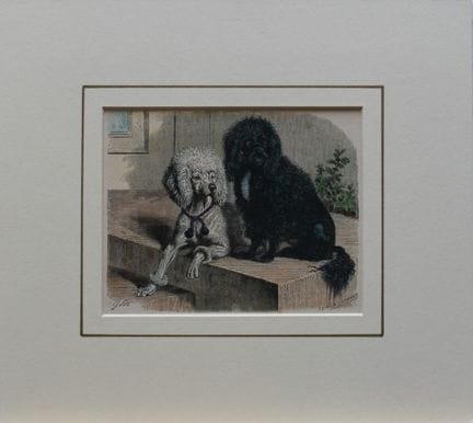 Gustav Mützel - White and Black Poodles engraved b
