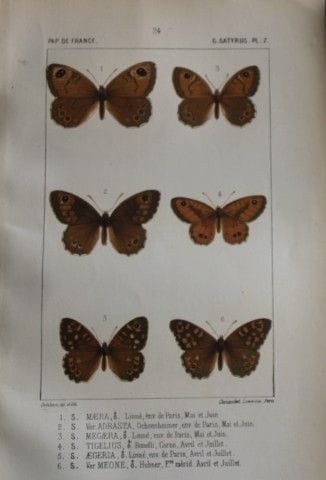 约瑟夫·德拉海——1851年《法国蝴蝶》彩色石版画。

这幅彩色石版画选自约瑟夫·德拉海所著的《法国