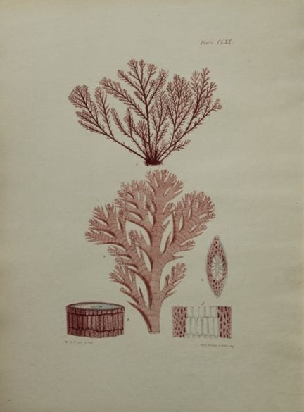 威廉-哈维 - 1846 年《海草》手绘石版画。

这幅石版画出自 Phycologia Brita