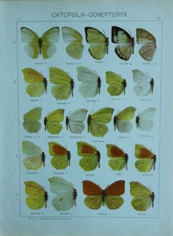 阿达尔伯特·塞茨——《世界蝴蝶图鉴》1914年。

这幅彩色石版画选自阿达尔伯特·塞茨博士所著的《世