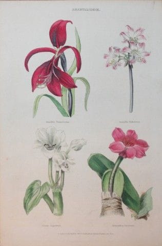 Charles Partington - Gravure coloriée à la main re