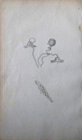Edward Donovan – Kupferstich mit Insektenmotiven, 