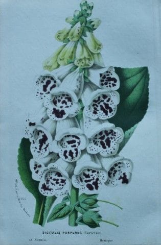 Lemaire &amp; van Houtte - Gravure originale tirée