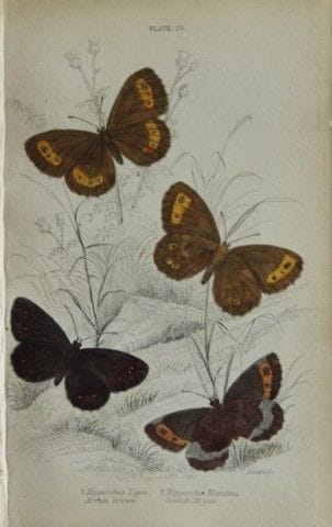 詹姆斯·邓肯——1835年英国蝴蝶手绘彩版画。

这幅英国蝴蝶版画选自威廉·贾丁爵士所著《自然学家图