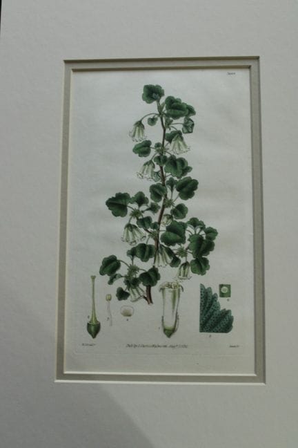 WJ Hooker - Gravure rare tirée du *Botanical Magaz