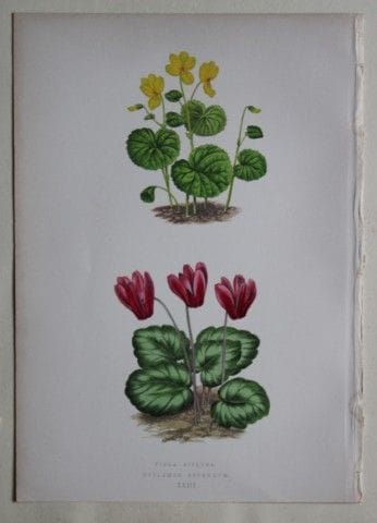Stiche von Alpenpflanzen von A. F. Lydon und B. Fa