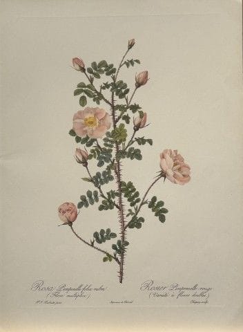 P. J. Redouté - Ariel Press, 1956.

Cette estampe,