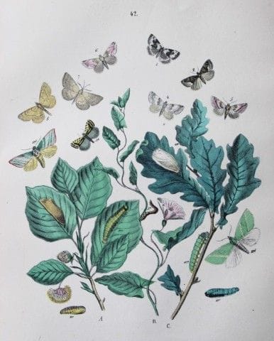 WF Kirby – Handkolorierte Lithografie aus „Europea