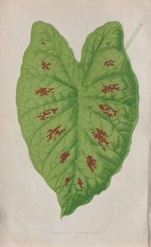 Edward Lowe - Beautiful Leaved Plants 1861.

This 