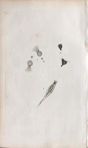 Edward Donovan - Gravure sur cuivre représentant d