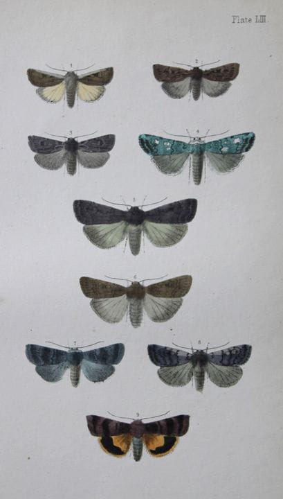 Révérend F.O. Morris - Gravure représentant des pa