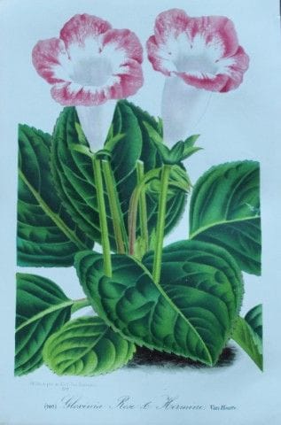 Lemaire &amp; van Houtte - Gravure originale tirée