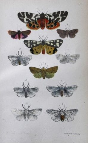 Révérend F.O. Morris - Gravure représentant des pa