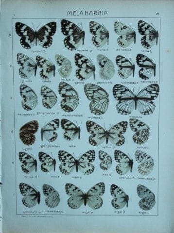 阿达尔伯特·塞茨——《世界蝴蝶图鉴》1914年。

这幅彩色石版画选自阿达尔伯特·塞茨博士所著的《世