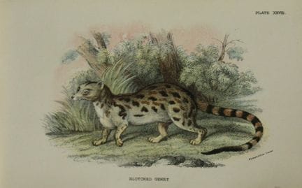 Richard Lydekker - Blotched Genet 1896.

Colour pl