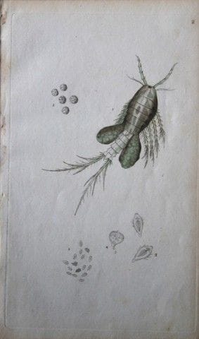 Edward Donovan – Kupferstich mit Insektenmotiven, 
