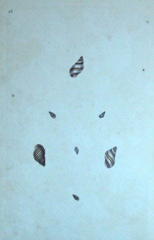 Edward Donovan – Handkolorierter Stich von Muschel