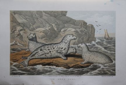L. Lloyd – „Die Kegelrobbe“ von Korner, 1867.

Die