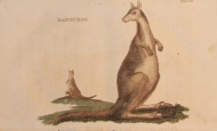 Brightly – Kupferstich eines Kängurus, 1811.

Dies
