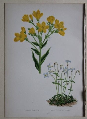 Stiche von Alpenpflanzen von A. F. Lydon und B. Fa