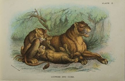 Richard Lydekker - Lioness and Cubs 1896.

Colour 