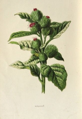 Shirley Hibberd – Klette 1877.

Dieser chromolitho