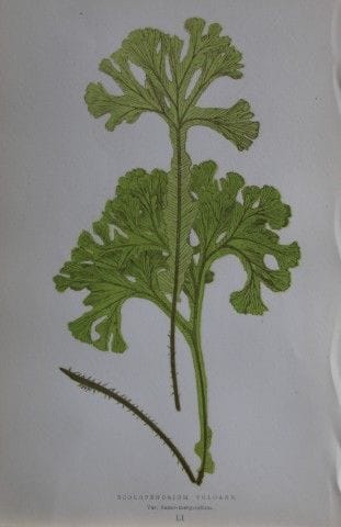 Edward Lowe - Gravure de fougère colorée à la main