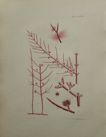 威廉-哈维 - 1846 年《海草》手绘石版画。

这幅石版画出自 Phycologia Brita