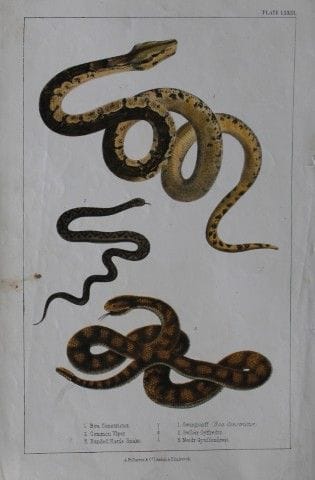 Oliver Goldsmith - Gravure représentant un boa et 