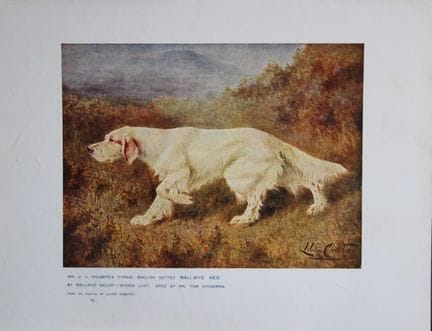 Chromolithograph of an English Setter after Lilian