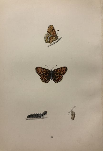 Révérend F. O. Morris – Gravure représentant des p