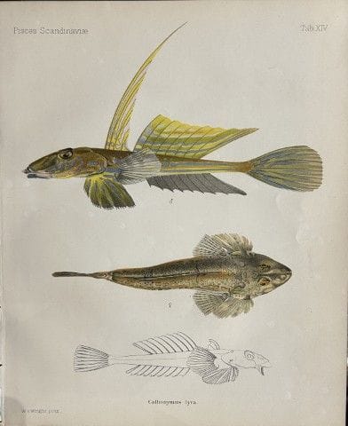 Wilhelm von Wright – Wunderschöne Lithografie mit 
