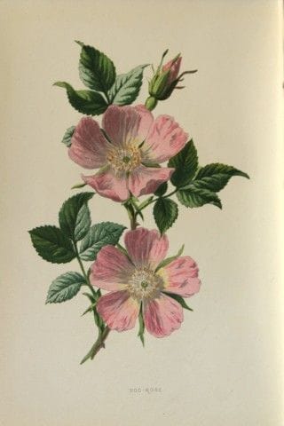 Shirley Hibberd – Heckenrose 1877.

Dieser chromol