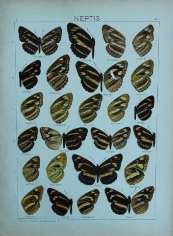 Adalbert Seitz – Schmetterlinge der Welt 1914.

Di