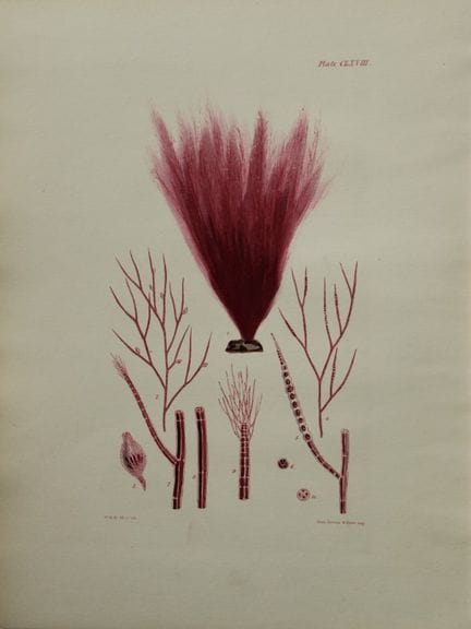 威廉-哈维 - 1846 年《海草》手绘石版画。

这幅石版画出自 Phycologia Brita