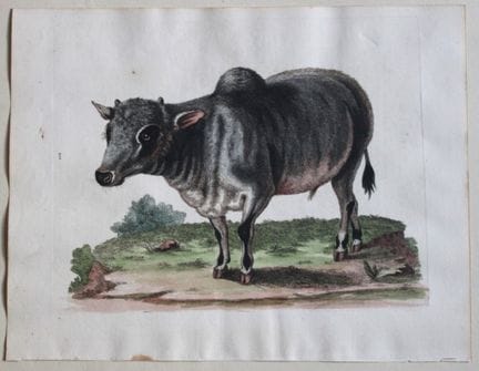 George Edwards – Der kleine Indianerbüffel, 1751.
