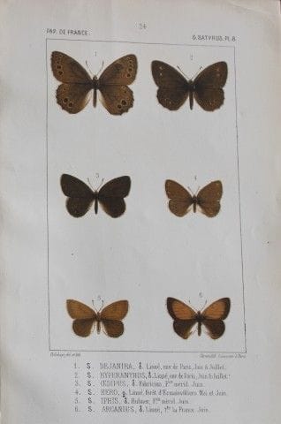 约瑟夫·德拉海——1851年《法国蝴蝶》彩色石版画。

这幅彩色石版画选自约瑟夫·德拉海所著的《法国