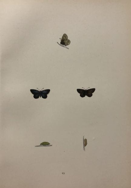 Révérend F. O. Morris – Gravure représentant des p