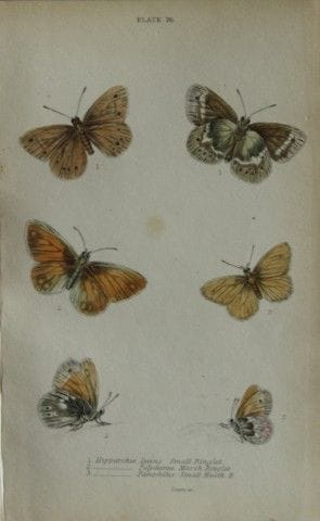 詹姆斯·邓肯——1835年英国蝴蝶手绘彩版画。

这幅英国蝴蝶版画选自威廉·贾丁爵士所著《自然学家图