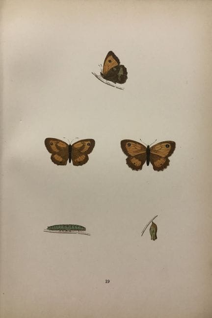 Révérend F. O. Morris – Gravure représentant des p