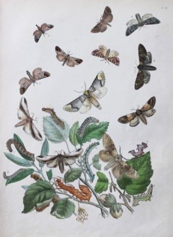 HN Humphreys - Lithographie coloriée à la main rep