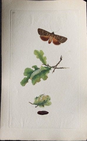 Edward Donovan – Kupferstich mit Mottenmotiven, 17