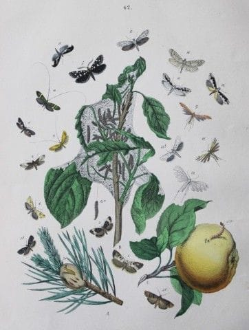 WF Kirby – Handkolorierte Lithografie aus „Europea