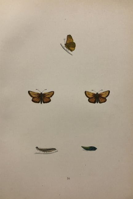 Révérend F. O. Morris – Gravure représentant des p